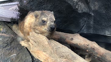 神戸どうぶつ王国に投稿された画像（2020/3/21）