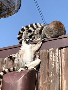 神戸どうぶつ王国に投稿された画像（2020/3/21）