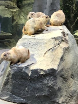 神戸どうぶつ王国に投稿された画像（2020/3/21）