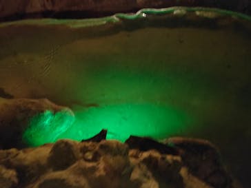 石垣島鍾乳洞に投稿された画像（2020/3/21）