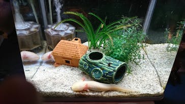 絶景日帰り温泉　龍宮殿本館に投稿された画像（2020/3/21）