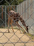 しろとり動物園に投稿された画像（2020/3/21）