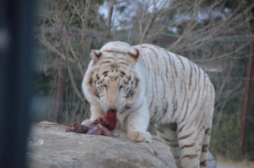 群馬サファリパークに投稿された画像（2020/3/21）