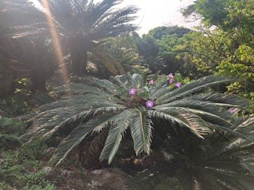 アスムイハイクスに投稿された画像（2020/3/21）