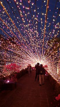 美らヤシパークオキナワ・東南植物楽園に投稿された画像（2020/3/22）