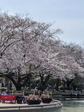 ふなばしアンデルセン公園に投稿された画像（2020/3/22）