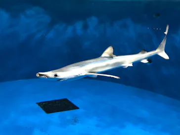仙台うみの杜水族館に投稿された画像（2020/3/22）