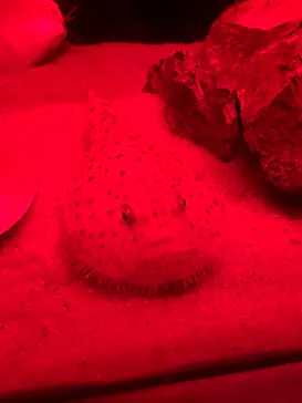 仙台うみの杜水族館に投稿された画像（2020/3/22）
