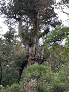 Yamakara屋久島に投稿された画像（2020/3/22）