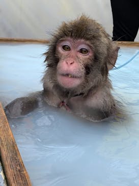 おさるランド＆アニタウン　日光さる軍団劇場に投稿された画像（2020/3/22）