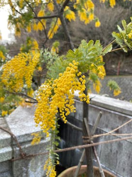 神戸布引ハーブ園／ロープウェイに投稿された画像（2020/3/22）