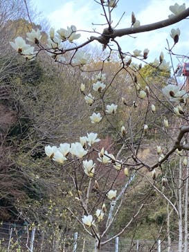 神戸布引ハーブ園／ロープウェイに投稿された画像（2020/3/22）