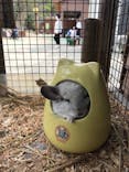しろとり動物園に投稿された画像（2020/3/22）