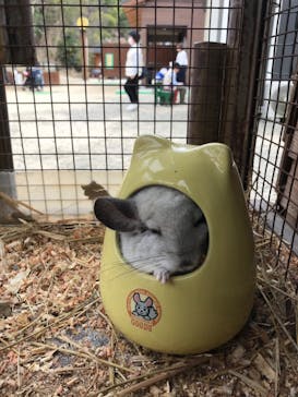 しろとり動物園に投稿された画像（2020/3/22）