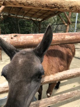 しろとり動物園に投稿された画像（2020/3/22）