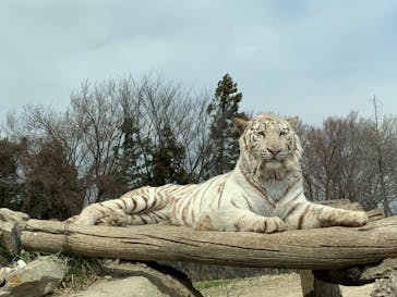 群馬サファリパークに投稿された画像（2020/3/22）