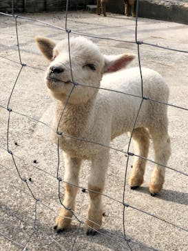 伊豆アニマルキングダムに投稿された画像（2020/3/22）