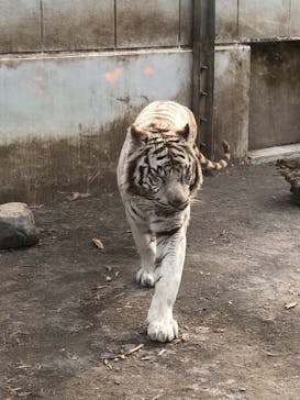 伊豆アニマルキングダムに投稿された画像（2020/3/22）