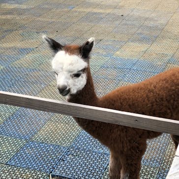 伊豆アニマルキングダムに投稿された画像（2020/3/22）