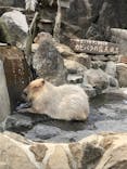 伊豆シャボテン動物公園に投稿された画像（2020/3/24）