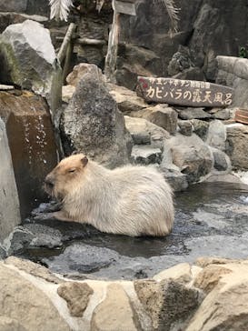 伊豆シャボテン動物公園に投稿された画像（2020/3/23）