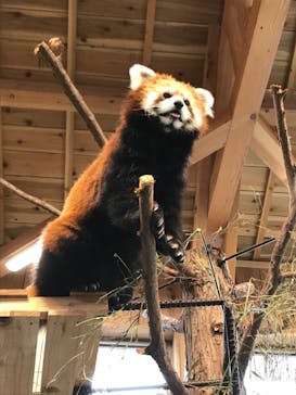 伊豆シャボテン動物公園に投稿された画像（2020/3/23）