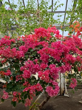 アロハガーデンたてやまに投稿された画像（2020/3/24）