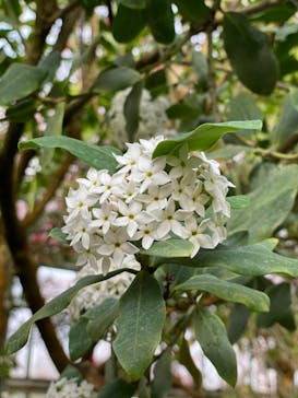 アロハガーデンたてやまに投稿された画像（2020/3/24）