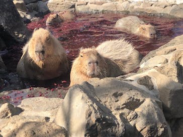 伊豆シャボテン動物公園に投稿された画像（2020/3/24）