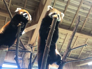 伊豆シャボテン動物公園に投稿された画像（2020/3/24）