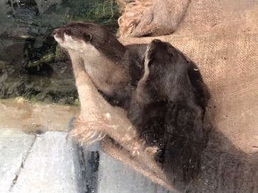 下田海中水族館に投稿された画像（2020/3/24）