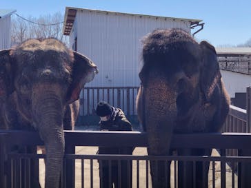 那須サファリパークに投稿された画像（2020/3/25）