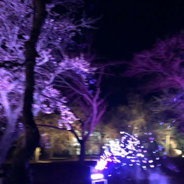 二条城×ネイキッド 二条城夏まつり2021に投稿された画像（2020/3/25）