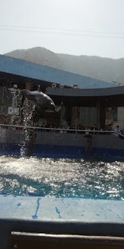 大分マリーンパレス水族館 「うみたまご」に投稿された画像（2020/3/26）