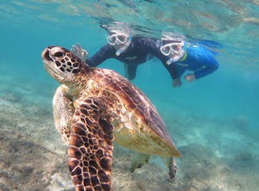 アマミエンシスに投稿された画像（2020/3/26）