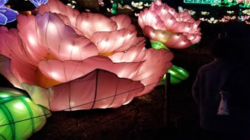 伊豆ぐらんぱる公園に投稿された画像（2020/3/26）