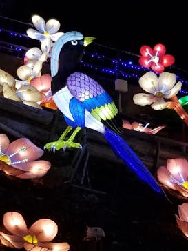 伊豆ぐらんぱる公園に投稿された画像（2020/3/26）