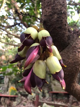 アスムイハイクスに投稿された画像（2020/3/27）