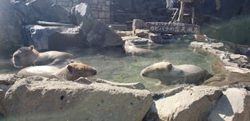 伊豆シャボテン動物公園に投稿された画像（2020/3/27）