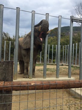 しろとり動物園に投稿された画像（2020/3/27）