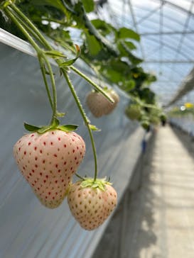 軽井沢ガーデンファームいちご園に投稿された画像（2020/3/27）