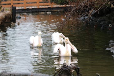 神戸どうぶつ王国に投稿された画像（2020/3/27）