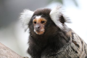 神戸どうぶつ王国に投稿された画像（2020/3/27）