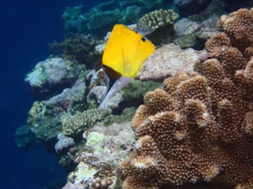 石垣島 ADVENTURE PiPi（イシガキジマアドベンチャーピピ）に投稿された画像（2020/3/27）