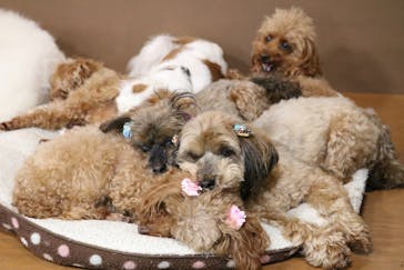 神戸どうぶつ王国に投稿された画像（2020/3/27）