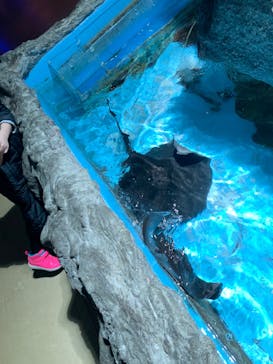 登別マリンパークニクスに投稿された画像（2020/3/28）