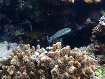 石垣島 ADVENTURE PiPi（イシガキジマアドベンチャーピピ）に投稿された画像（2020/3/28）