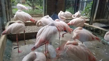 ネオパークオキナワに投稿された画像（2020/3/29）