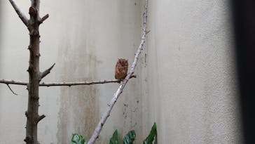 ネオパークオキナワに投稿された画像（2020/3/29）