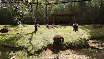 ネオパークオキナワに投稿された画像（2020/3/29）